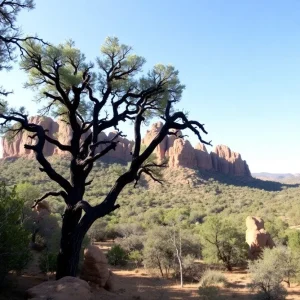 Oak Flat Sacred Apache Site
